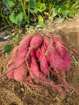 팜모닝 기타작물·영농일지 게시글 이미지