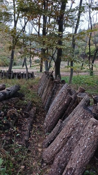 박준권님의 버섯 · 영농일지 작성글 사진