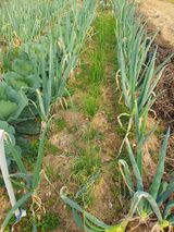 팜모닝 양파·영농일지 게시글 이미지