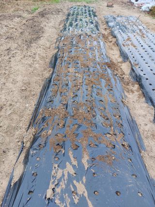 채대균님의 배추 · 영농일지 작성글 사진