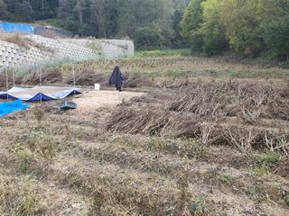 솔청님의 콩 · 영농일지 작성글 사진
