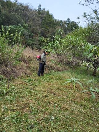 반봉현님의 매실 · 영농일지 작성글 사진
