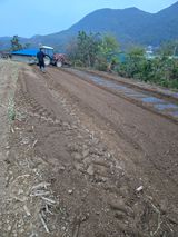 팜모닝 마늘·영농일지 게시글 이미지