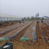 팜모닝 마늘·영농일지 게시글 이미지