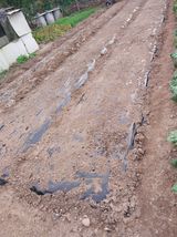 팜모닝 마늘·영농일지 게시글 이미지