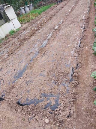 상추20832님의 마늘 · 영농일지 작성글 사진