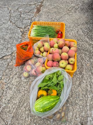 서씨농장님의 사과 · 영농일지 작성글 사진