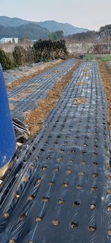 팜모닝 양파·영농일지 게시글 이미지