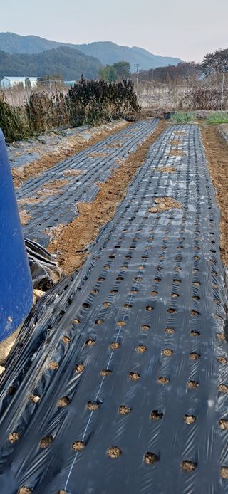 남궁봉님의 양파 · 영농일지 작성글 사진