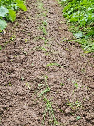 김해열님의 기타작물 · 영농일지 작성글 사진