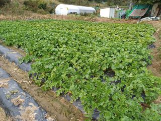 김진현님의 기타작물 · 영농일지 작성글 사진
