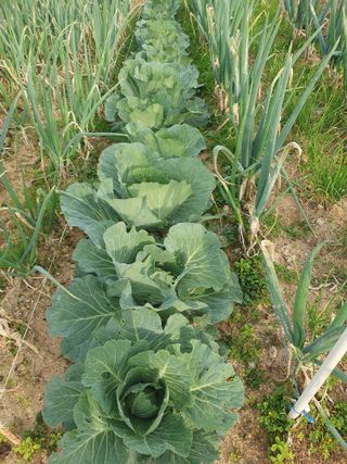 엄기덕님의 양파 · 영농일지 작성글 사진