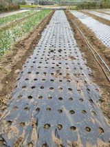 팜모닝 양파·영농일지 게시글 이미지