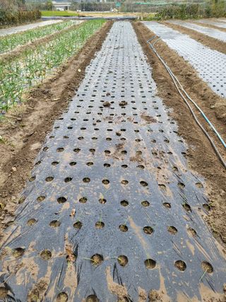 전선경님의 양파 · 영농일지 작성글 사진