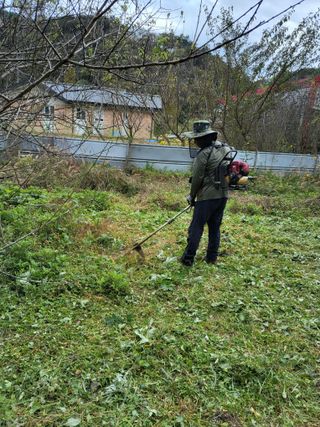 반봉현님의 매실 · 영농일지 작성글 사진