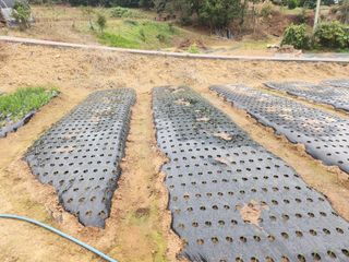 황미순님의 기타작물 · 영농일지 작성글 사진