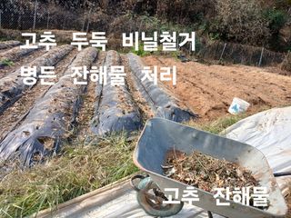 안승호님의 고추 · 영농일지 작성글 사진