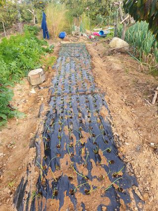 엄기덕님의 양파 · 영농일지 작성글 사진