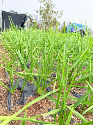 청주/이랑님의 마늘 · 영농일지 작성글 사진