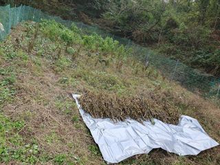 솔청님의 콩 · 영농일지 작성글 사진