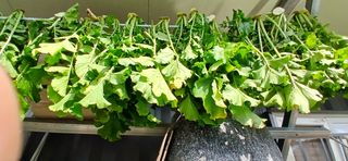 정연섭님의 기타작물 · 영농일지 작성글 사진