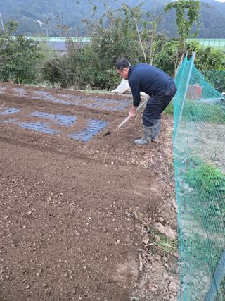 삼성리이충환님의 마늘 · 영농일지 작성글 사진