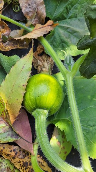 김홍중님의 기타작물 · 영농일지 작성글 사진