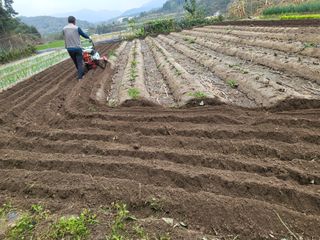 전선경님의 마늘 · 영농일지 작성글 사진