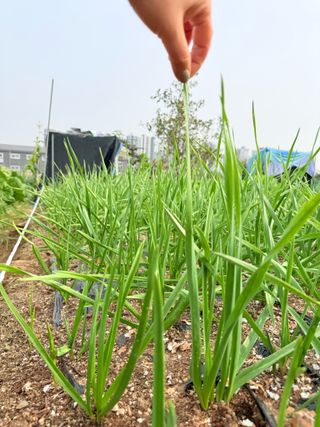 청주/이랑님의 마늘 · 영농일지 작성글 사진