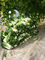 팜모닝 기타작물·영농일지 게시글 이미지