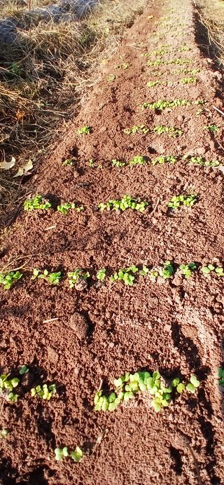 정연섭님의 기타작물 · 영농일지 작성글 사진
