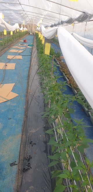 토마토아부지왕궁면님의 기타작물 · 영농일지 작성글 사진