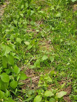 김해열님의 기타작물 · 영농일지 작성글 사진