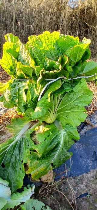 정연섭님의 기타작물 · 영농일지 작성글 사진