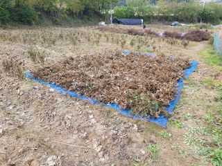 솔청님의 콩 · 영농일지 작성글 사진