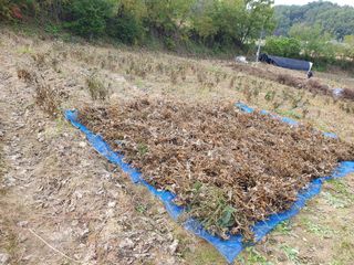 솔청님의 콩 · 영농일지 작성글 사진