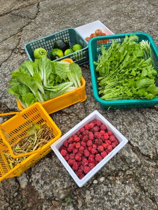 서씨농장님의 사과 · 영농일지 작성글 사진