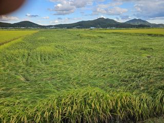 이름 없음강화빤도리님의 벼 · 영농일지 작성글 사진