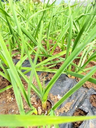 청주/이랑님의 마늘 · 영농일지 작성글 사진