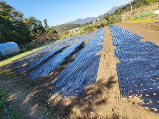 전선경님의 마늘 · 영농일지 작성글 사진