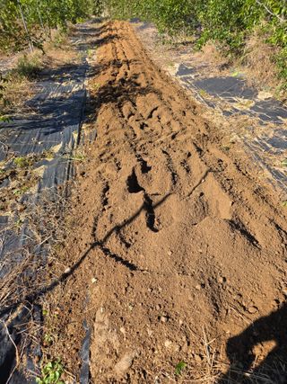 현모양처(양현모)님의 양파 · 영농일지 작성글 사진