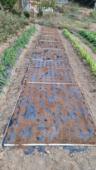 두원리 산막골농부님의 마늘 · 영농일지 작성글 사진