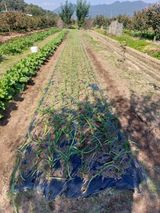 팜모닝 마늘·영농일지 게시글 이미지