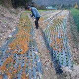 팜모닝 마늘·영농일지 게시글 이미지