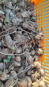 팜모닝 감·영농일지 게시글 이미지