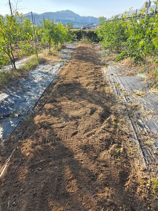 현모양처(양현모)님의 양파 · 영농일지 작성글 사진