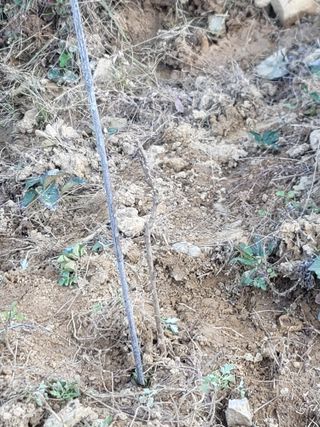 서성환님의 기타작물 · 영농일지 작성글 사진