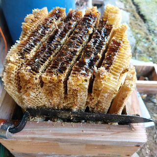 홍순원님의 들깨 · 영농일지 작성글 사진