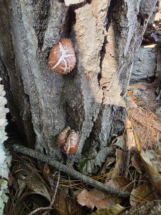 행운아님의 기타작물 · 영농일지 작성글 사진