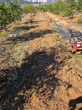 현모양처(양현모)님의 양파 · 영농일지 작성글 사진